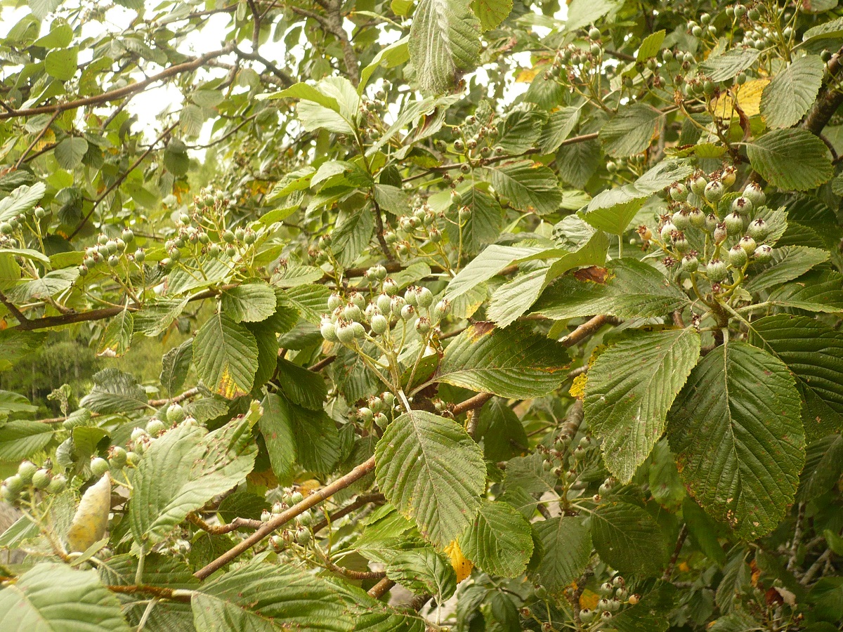 Sorbus aria (Rosaceae)